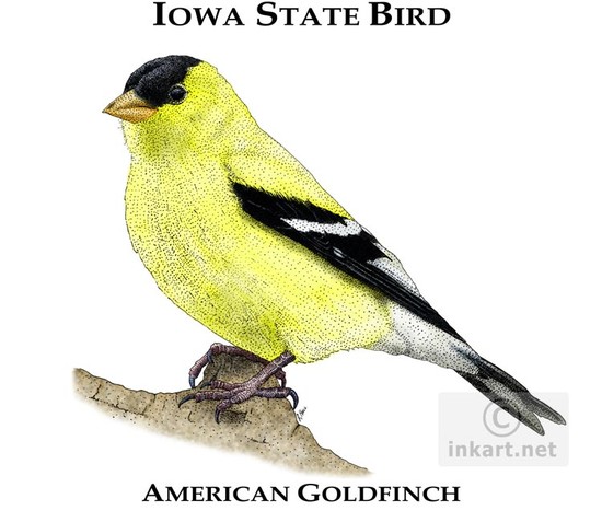 State Bird of Iowa Line Art and Full Color Illustrations