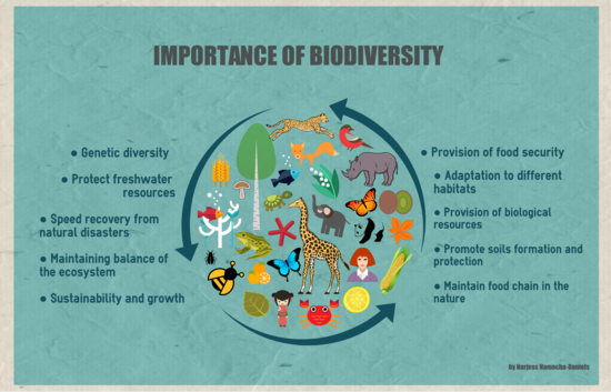 The importance of biodiversity #biodiversity #infographic ...