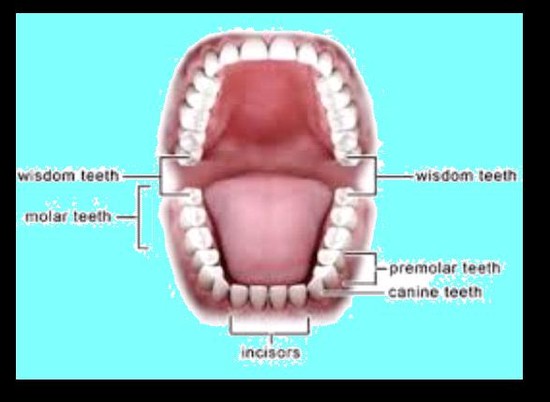 Tooth Pain | Common Medical Questions