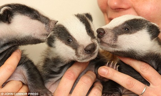 Badgers | Fun Animals Wiki, Videos, Pictures, Stories