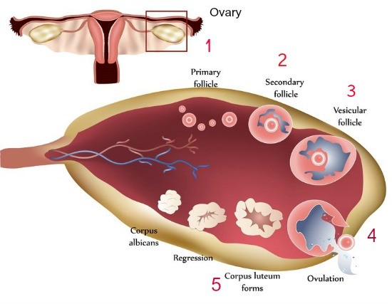 What Does Ovulation Mean: A simple Definition of Ovulation