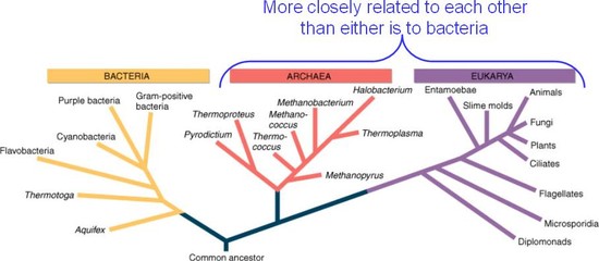 Archaea « KaiserScience