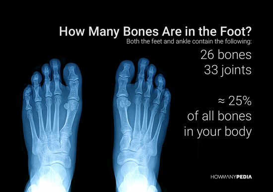 How Many Bones Are in the Human Body - Howmanypedia