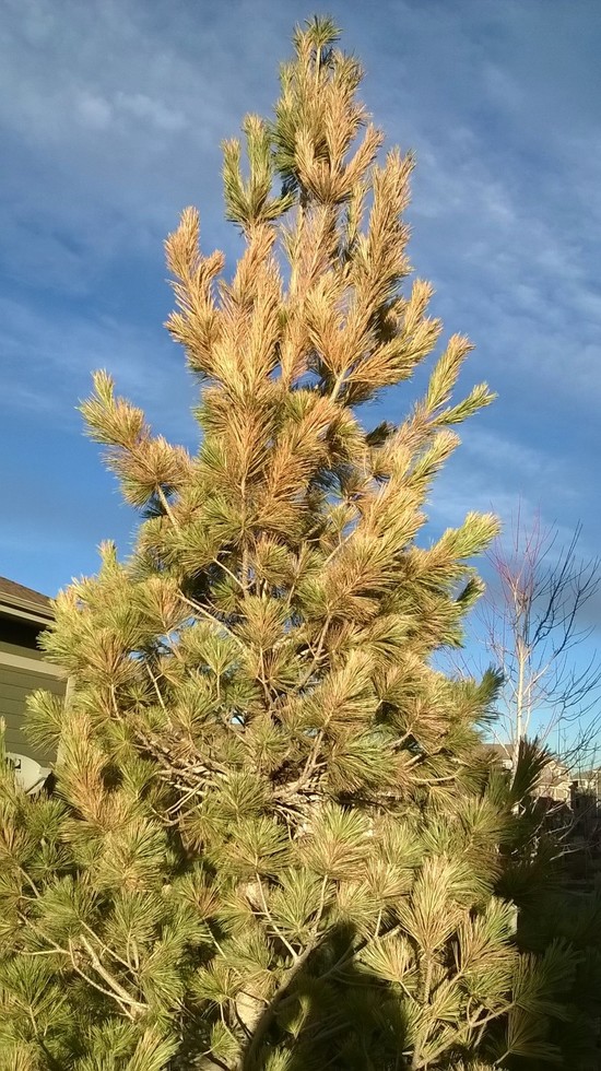 Vanderwolf pine tree brown outside needles - Ask an Expert
