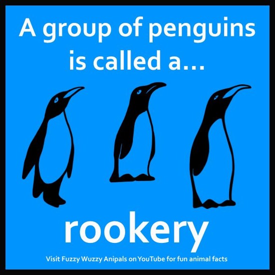 What do you call a group of penguins? A fun animal fact ...