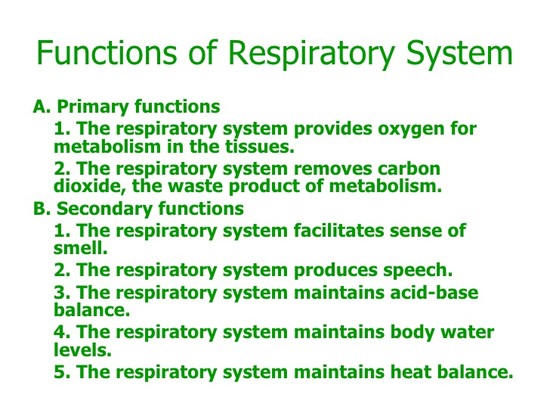 Respiratory system slide show