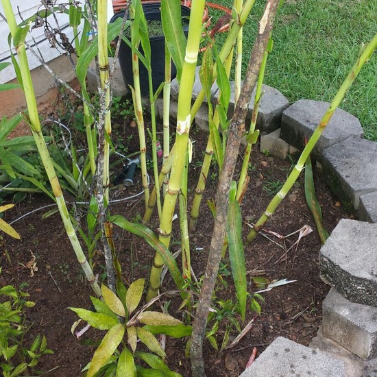 Growing Sugar Cane from Seeds – Jamaican Gardening – Eat ...