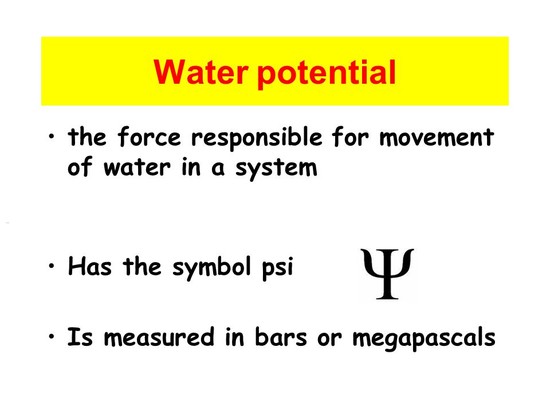 What is Water Potential? - ppt video online download