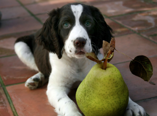 Can Dogs Eat Pears? Health Benefits, Side Effects & Tips
