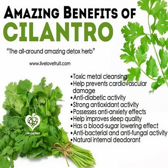 Amazing Benefits of Cilantro