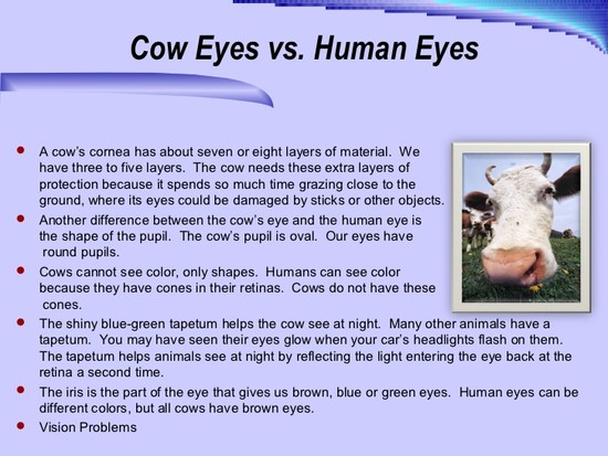 The human eye 10 13-2011