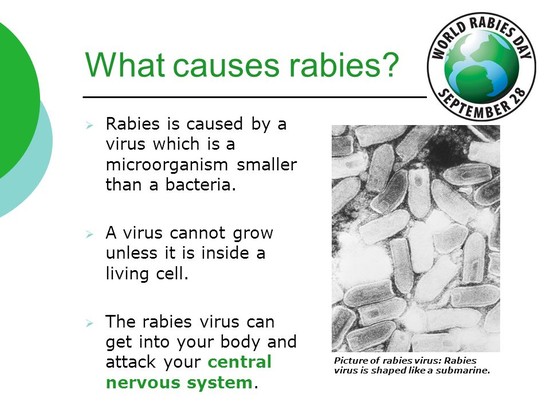 Learning to Make Rabies History! - ppt video online download