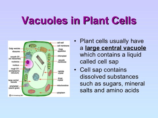 What Does A Vacuole Do In A Cell - E.B.