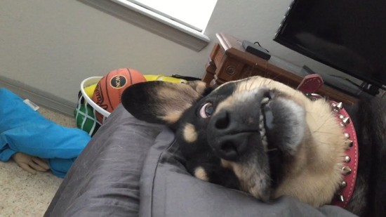 Goofy Dog Cant Fall Asleep - YouTube