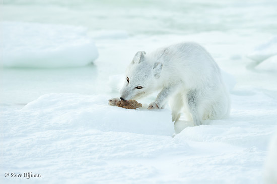 Magnificent Arctic Foxes of Manitoba | Steve and Marian ...