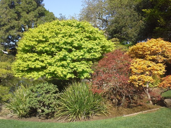 How to Grow: Japanese Maple trees- growing Japanese maple ...
