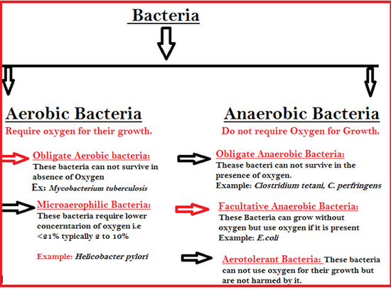 What are some examples of anaerobic bacteria? - Quora