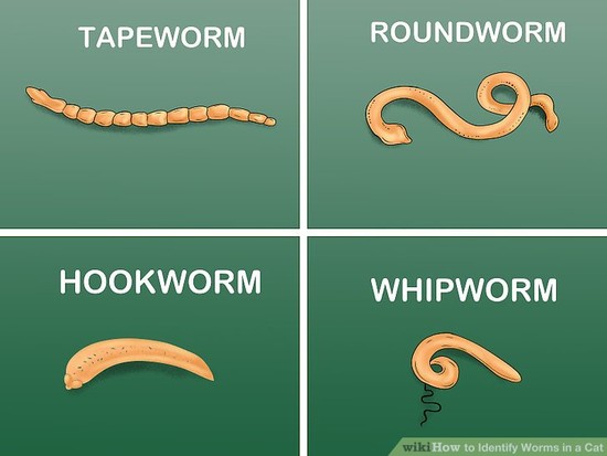 How to Identify Worms in a Cat: 14 Steps (with Pictures ...