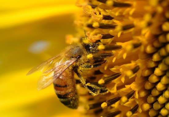 How Do Bees Make Honey? | Wonderopolis