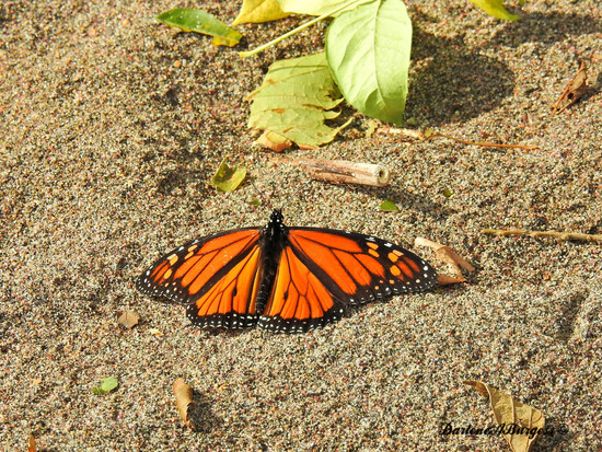 Thousands of monarch butterflies could be stranded | New ...