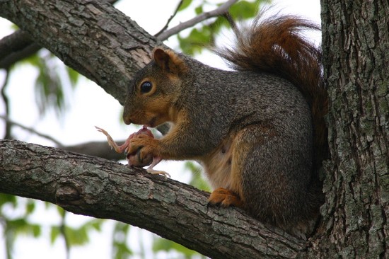 do squirrels eat baby birds? | Yahoo Answers