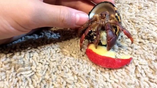 Adorable Hermit Crabs Eating Apple! (AMAZING!!!) - YouTube