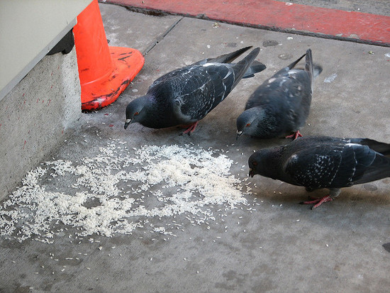 Pigeons Eating Rice | Flickr - Photo Sharing!