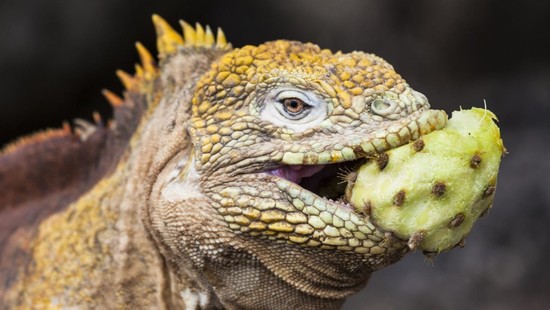 What do iguanas eat? | Reference.com