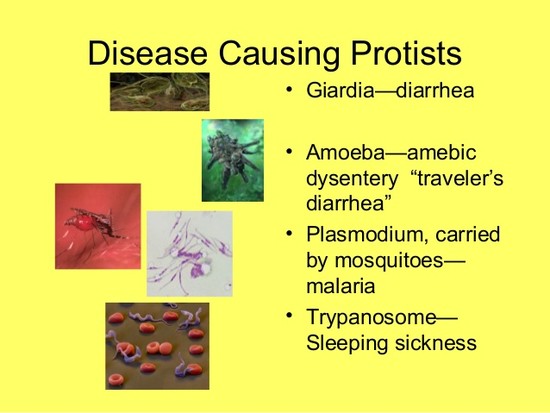 Image Gallery disease causing protists