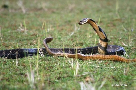 King cobra rescues | Gowrishankar's Blog