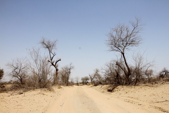 ‘Screwed’ by climate change: Thar Desert will be hardest ...