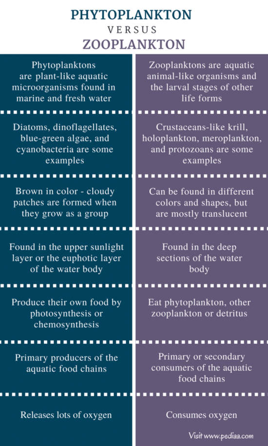 Difference Between Phytoplankton and Zooplankton ...