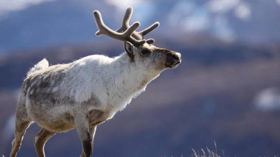 Holiday Treat: What’s the Difference Between Reindeer and ...