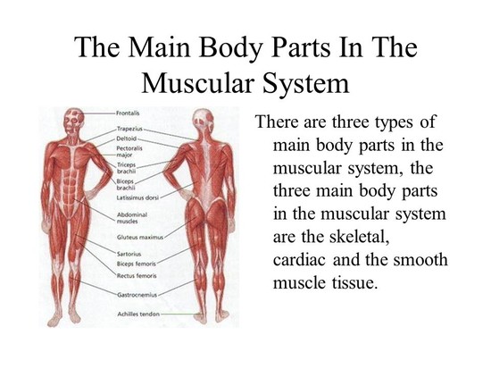 The Muscular System By: Nicholas & Nathan. - ppt download