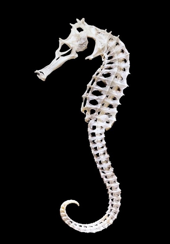 Seahorse Skeleton Vertebrate Exoskeleton Photograph by ...