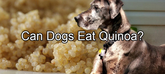 quinoa – Pethority Dogs