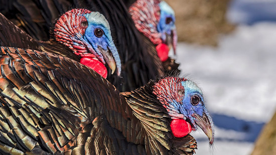 Where did the domestic turkey come from? | All About Birds