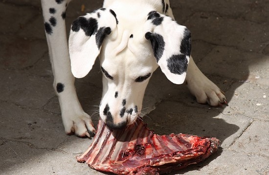 Can Dogs Eat Pork Rib Bones: Cooked or Raw?