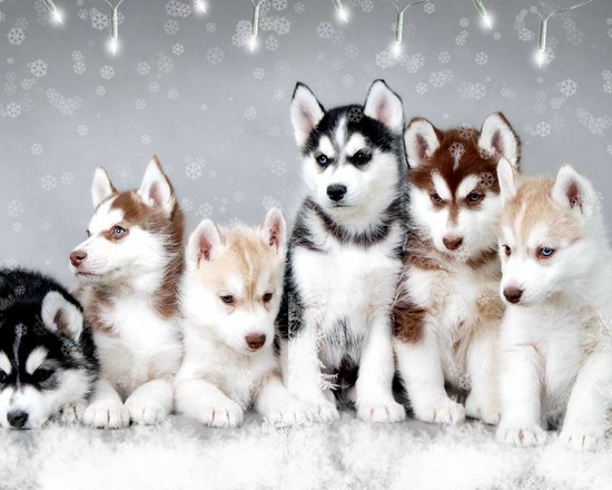 Snow Dogs - Husky Wallpaper