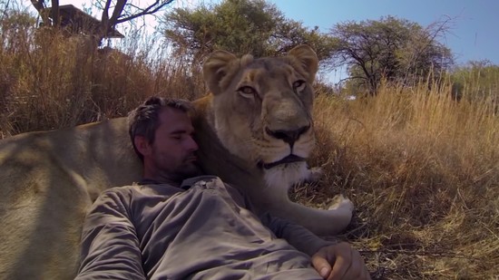 Man Tries to Hug a Wild Lion, You Won’t Believe What ...