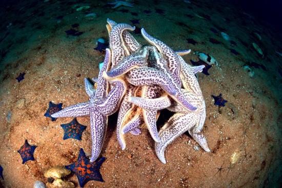 10 Mind-Bending Facts About Sea Stars - Listverse