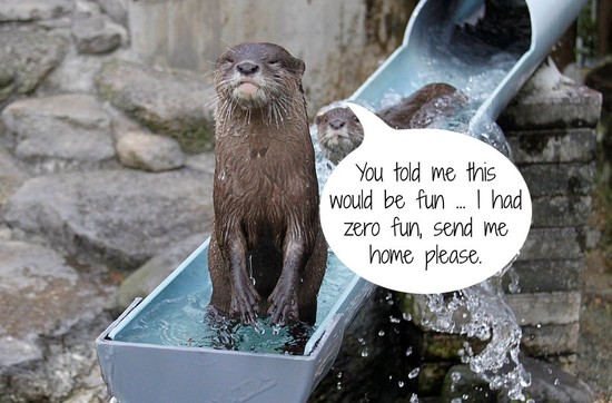 Here's What Zoo Animals Have to Say About Life in a Cage ...