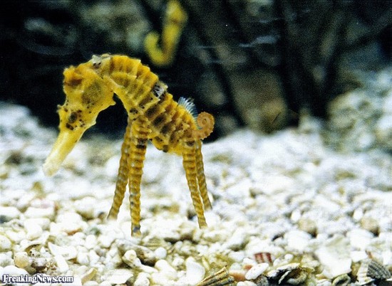 Seahorse with Legs Pictures - Freaking News