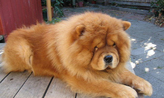 Breed: Chow Chow