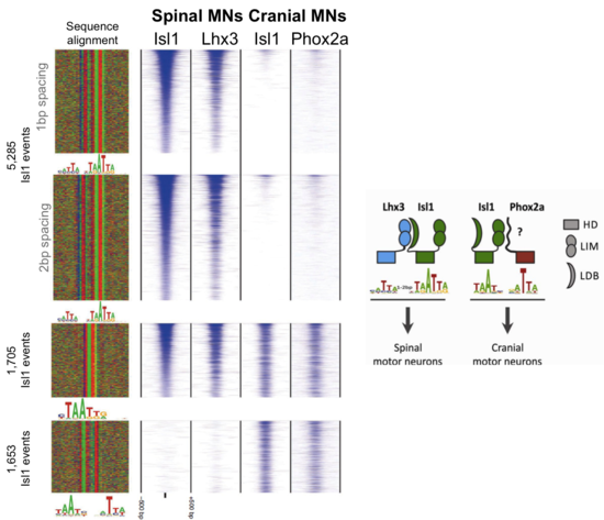 Two papers published in Nature Neuroscience | Shaun Mahony