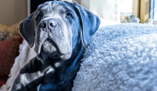 How Much Does a Cane Corso Cost? (Pup Pricing) | HerePup!