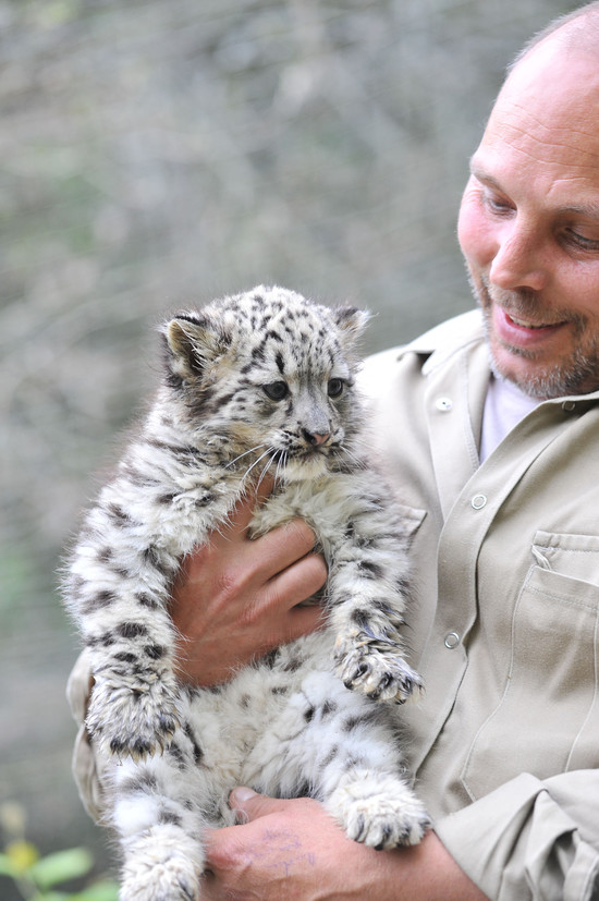 Pictures of Baby Snow Leopards | POPSUGAR Pets
