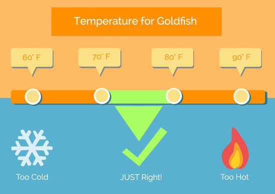 Outstanding Oranda Goldfish: 35 Care Tips + Useful Facts