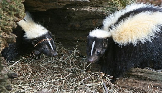 Skunks Cause A Stink In San Francisco