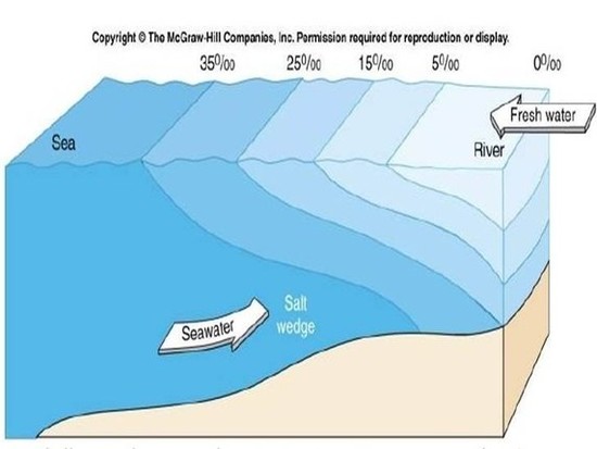 What happens where fresh water and salt water meet? - Quora